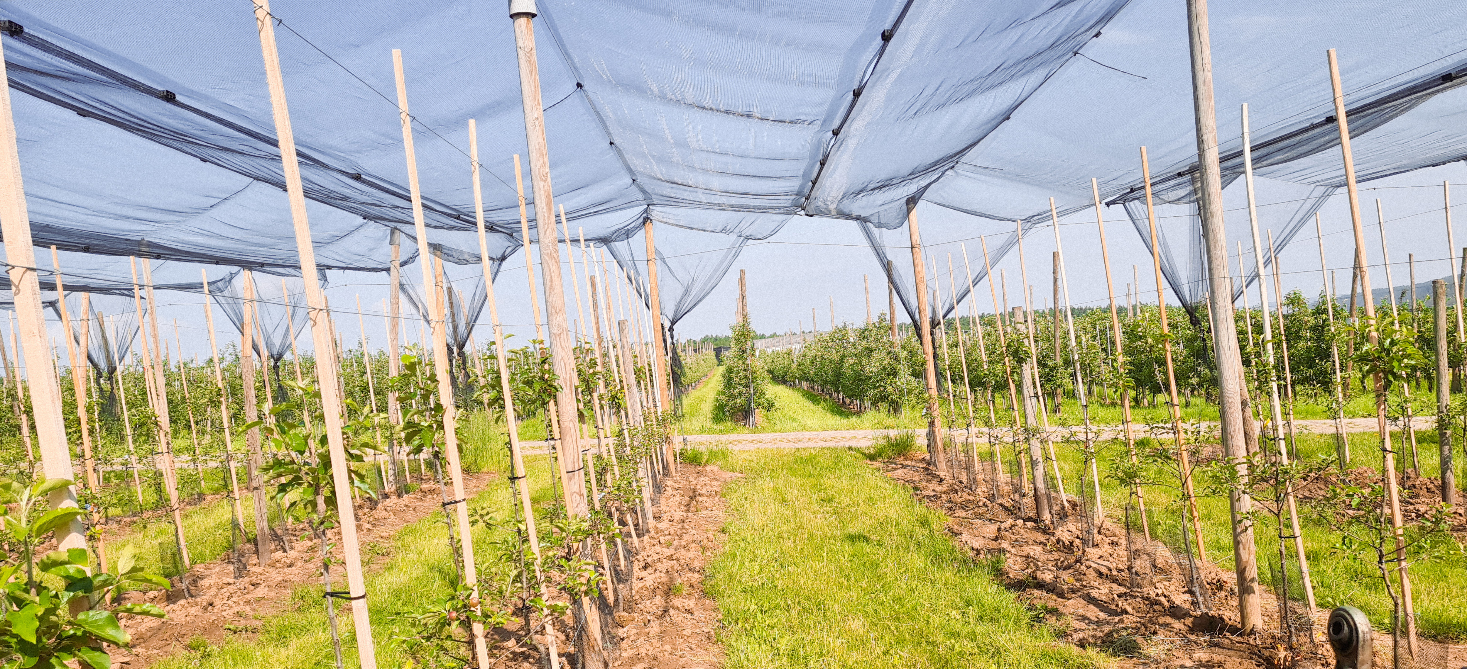Apfelplantage unter Schutznetzen, mit jungen Bäumen und grüner Wiese dazwischen.